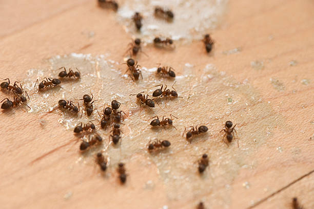 Best Exterminator Services  in Augusta, AR